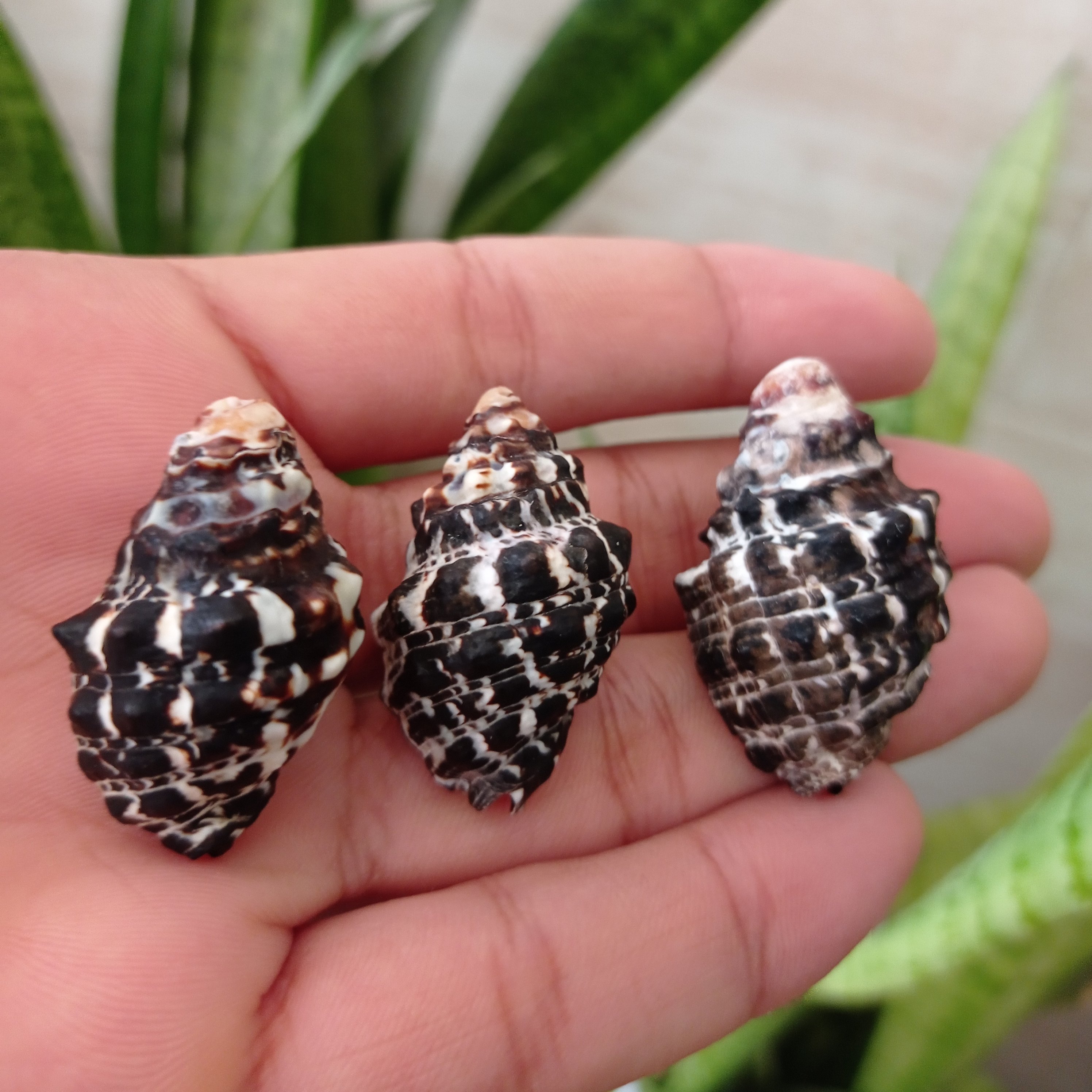 صدف دریایی کلکسیونی مشکی با رنگ طبیعی