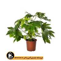 بذر آرالیا Fatsia Japonica