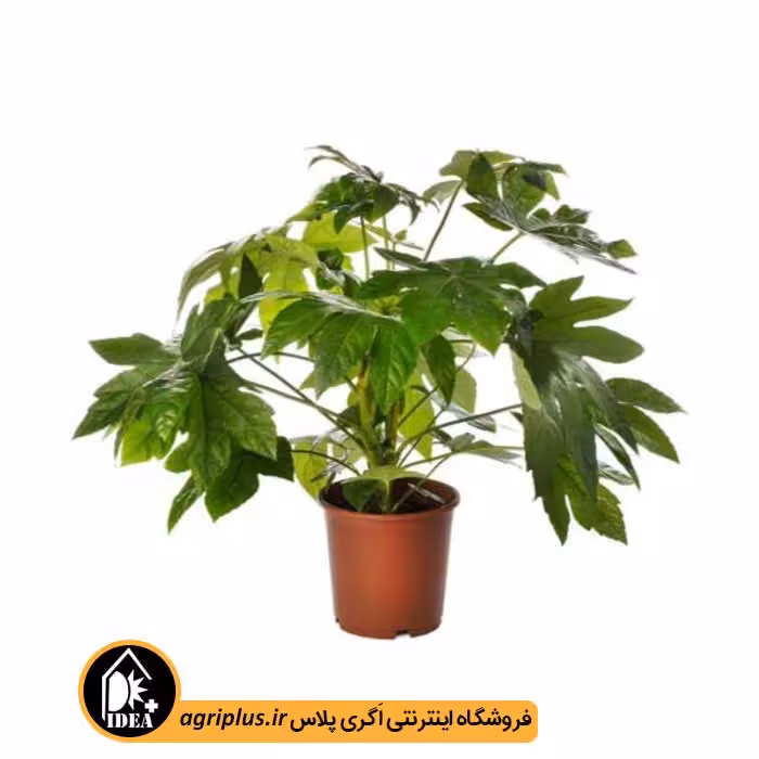 بذر آرالیا Fatsia Japonica