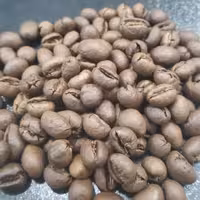 دان قهوه پی بی روبوستا رست تازه