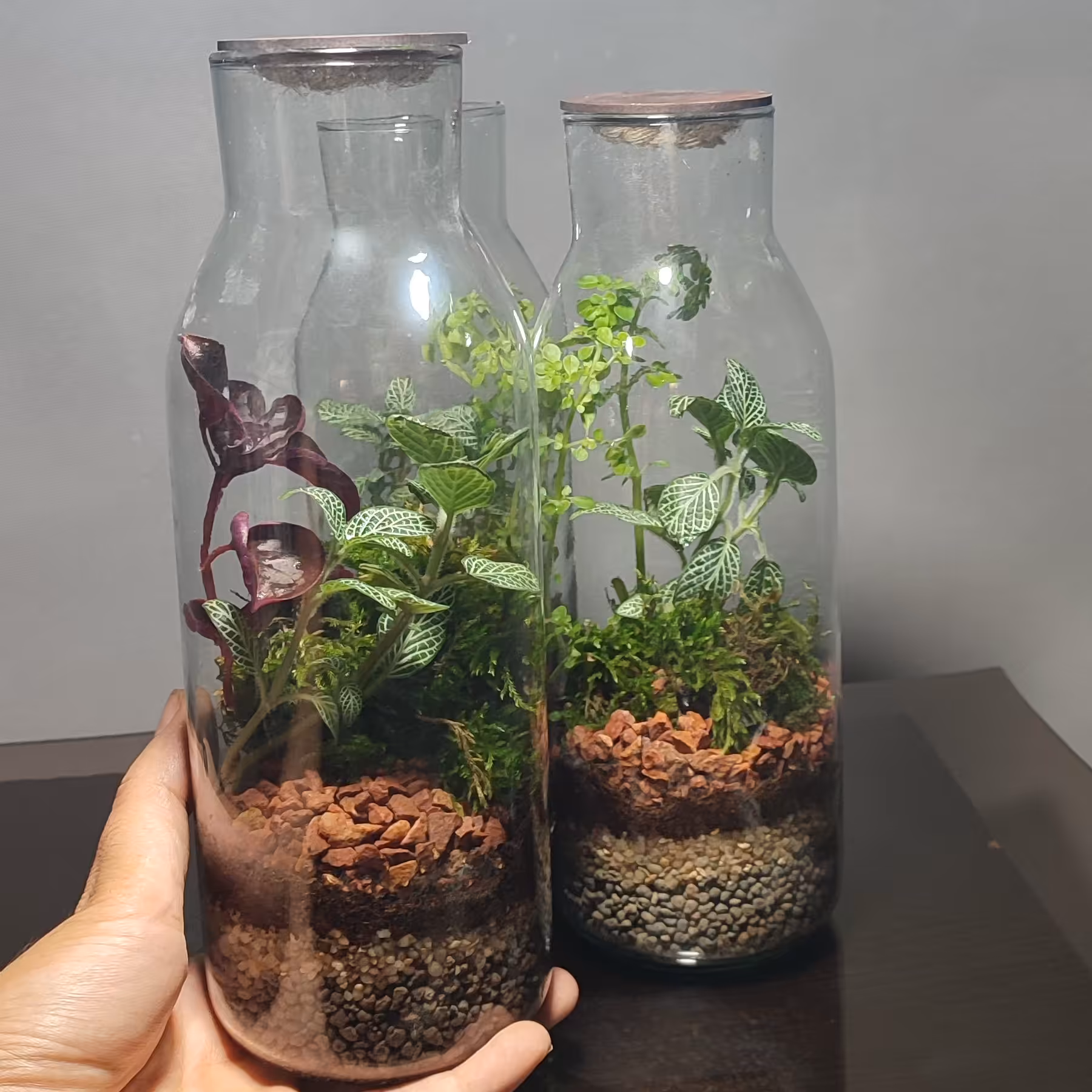 تراریوم رطوبتی مدل بطری درب چوبی (پس کرایه)