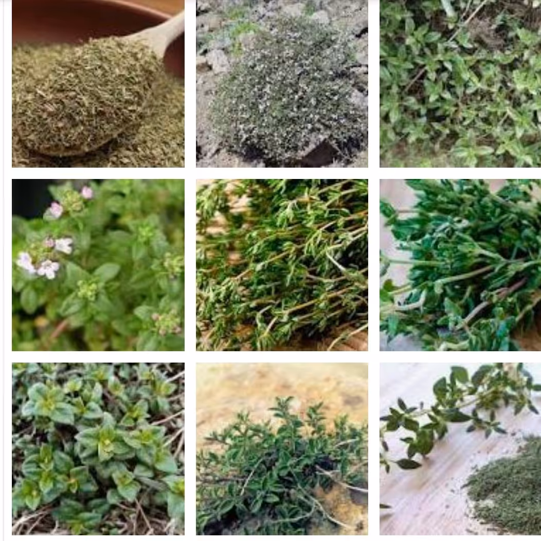 آویشن کوهی تازه (کهلیوتی)100 گرم 