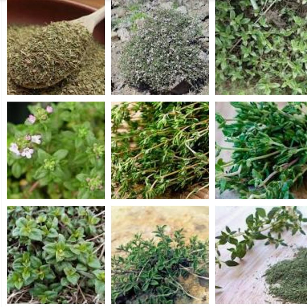 آویشن کوهی تازه (کهلیوتی)100 گرم 