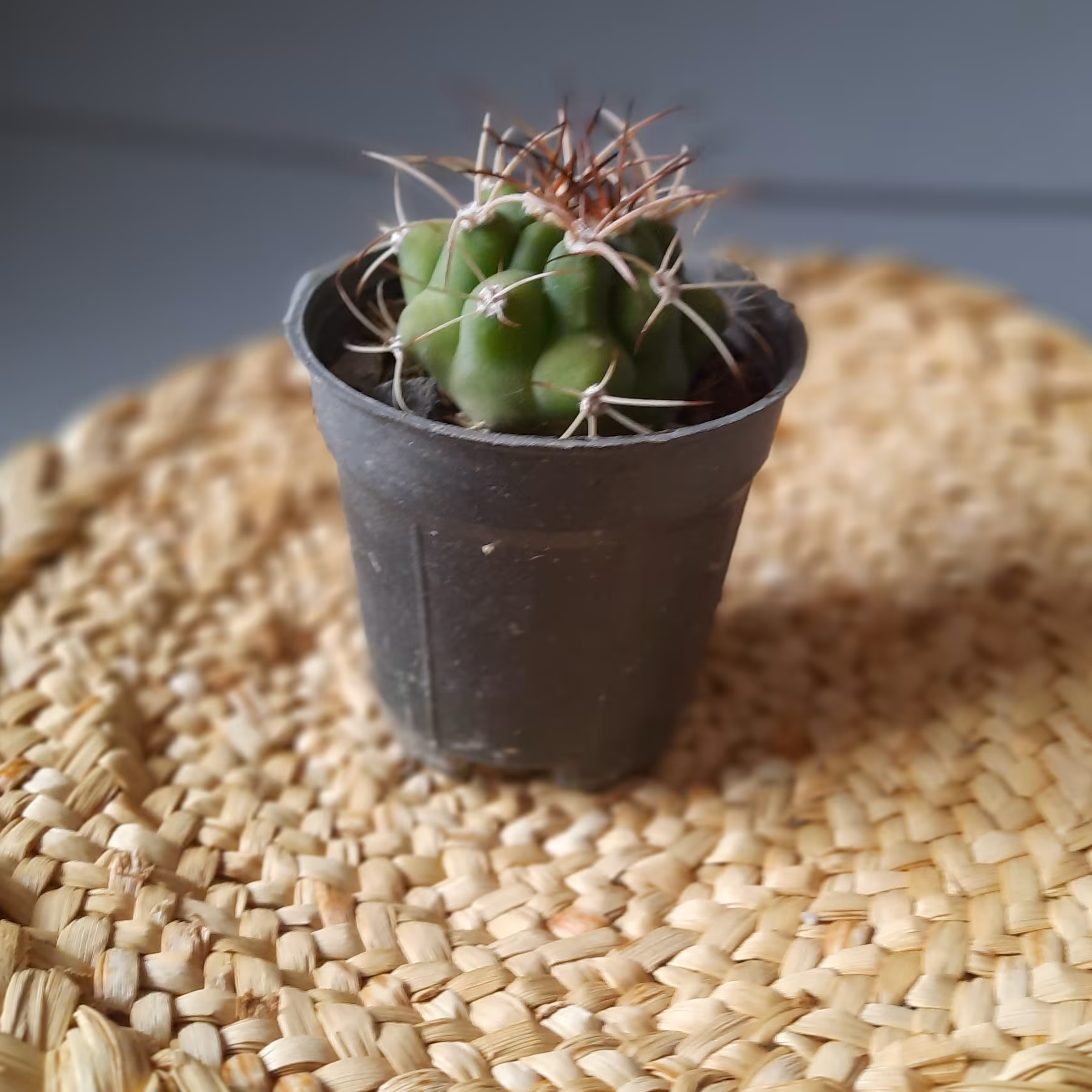 کاکتوس بروچی گلدان سایز 6 