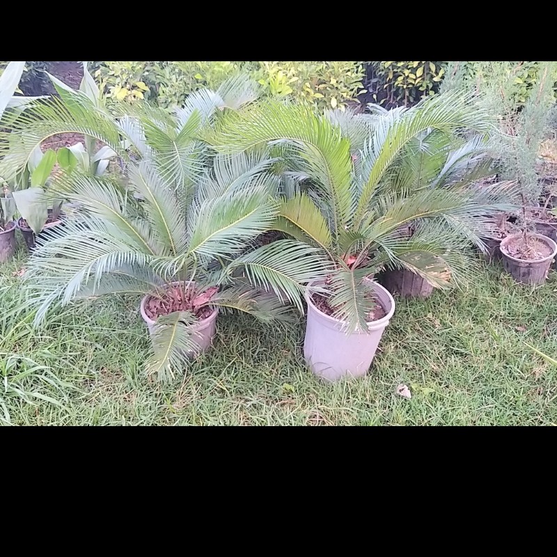 نخل سیکاس .به علت وزن زیاد خاک ریشه لخت ارسال میشود .ارسال فقط به قائمشهر 