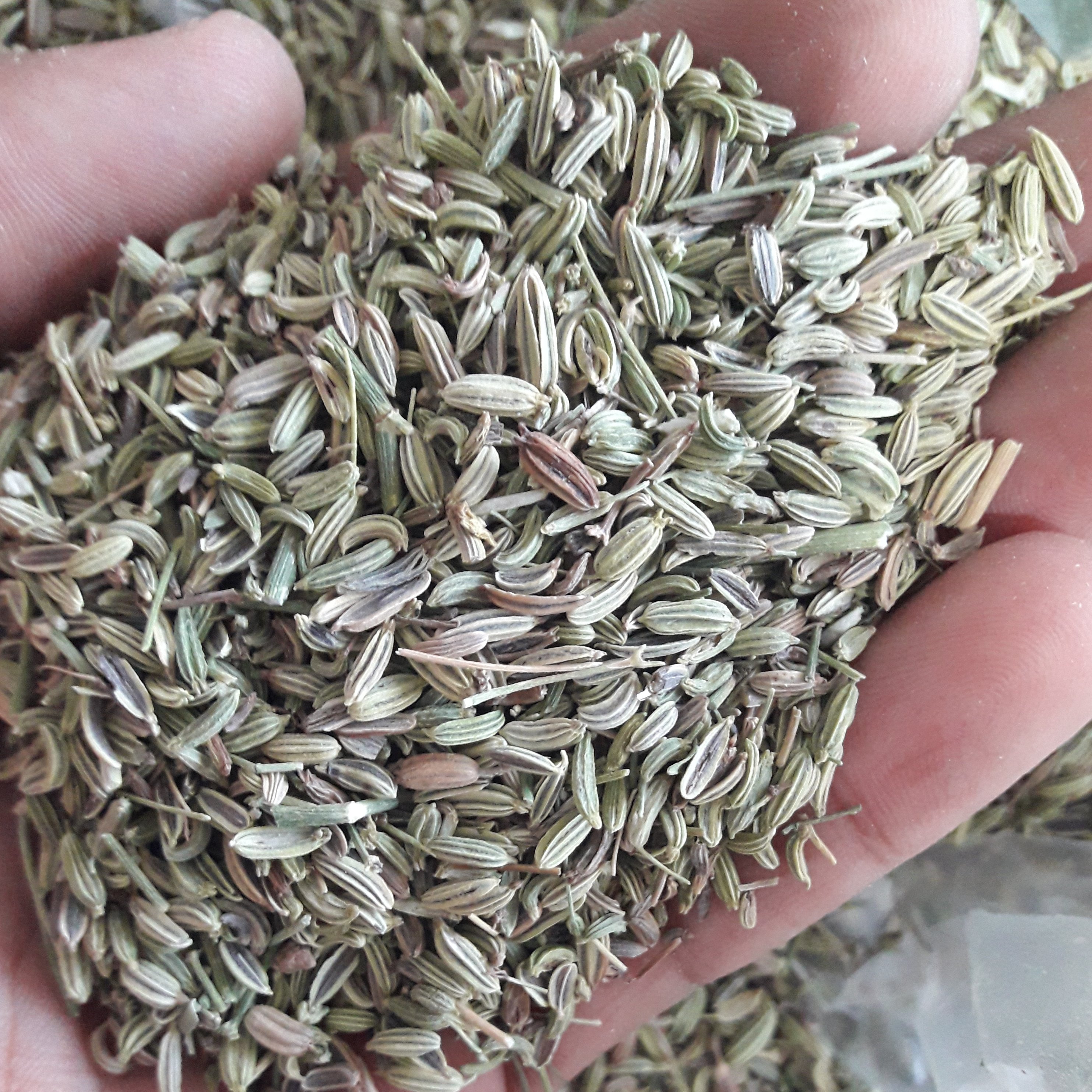 رازیانه (200گرمی)