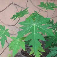 پاپایا ردلیدی