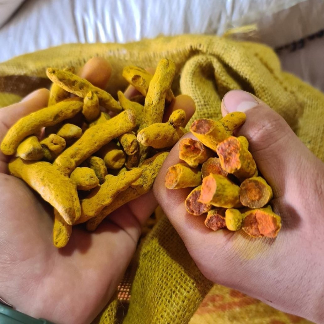 زردچوبه هندی 