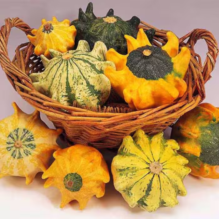 بذر کدو تنبل ستاره ای تزیینی بسته 10 عددی
