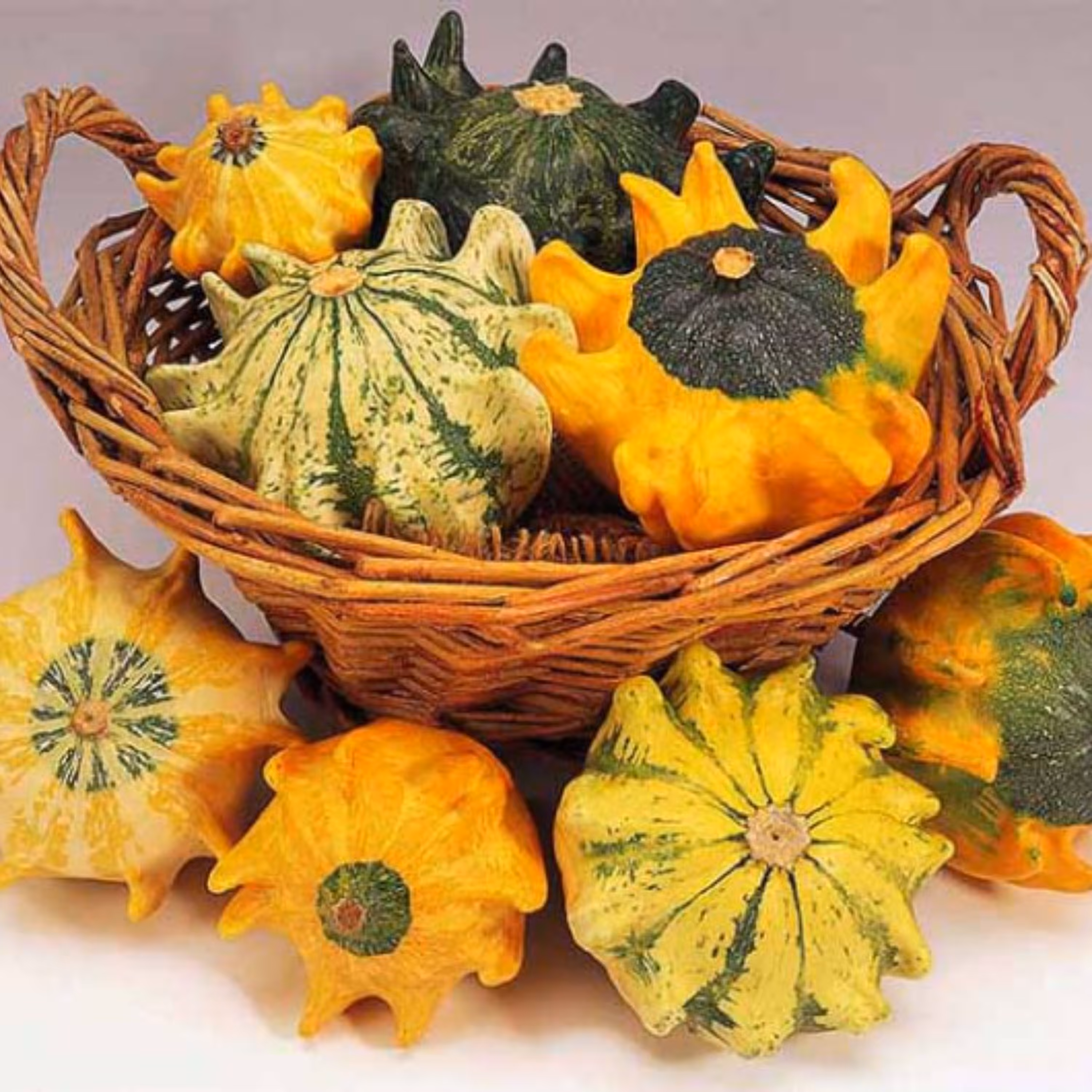 بذر کدو تنبل ستاره ای تزیینی بسته 10 عددی
