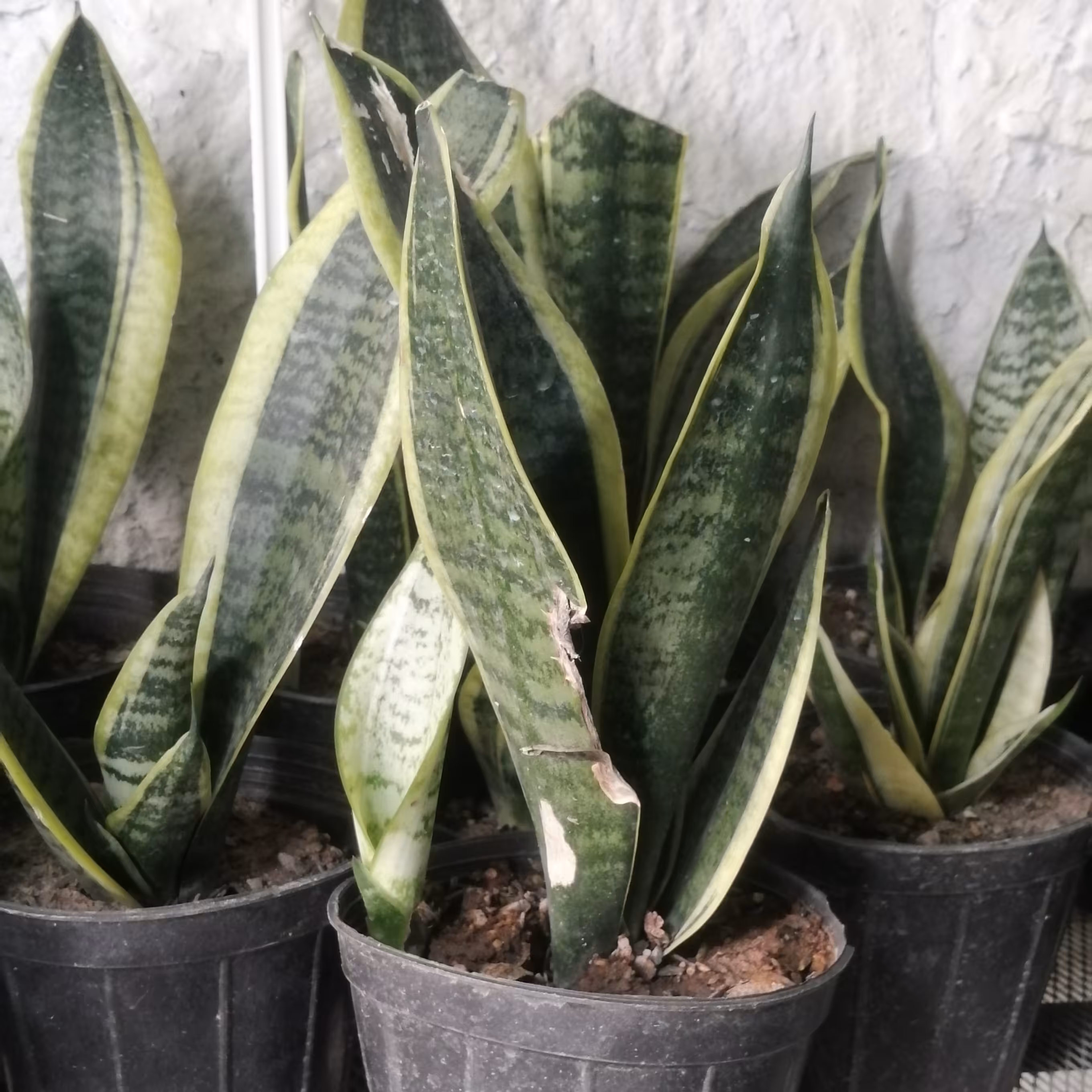 سانسوریا کرواتی ابلق،پر ریشه، دو الی سه غلاف با پاجوش