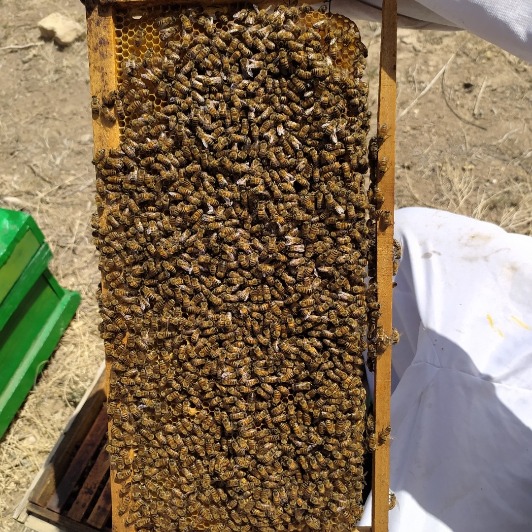 عسل چهل گیاه درجه1