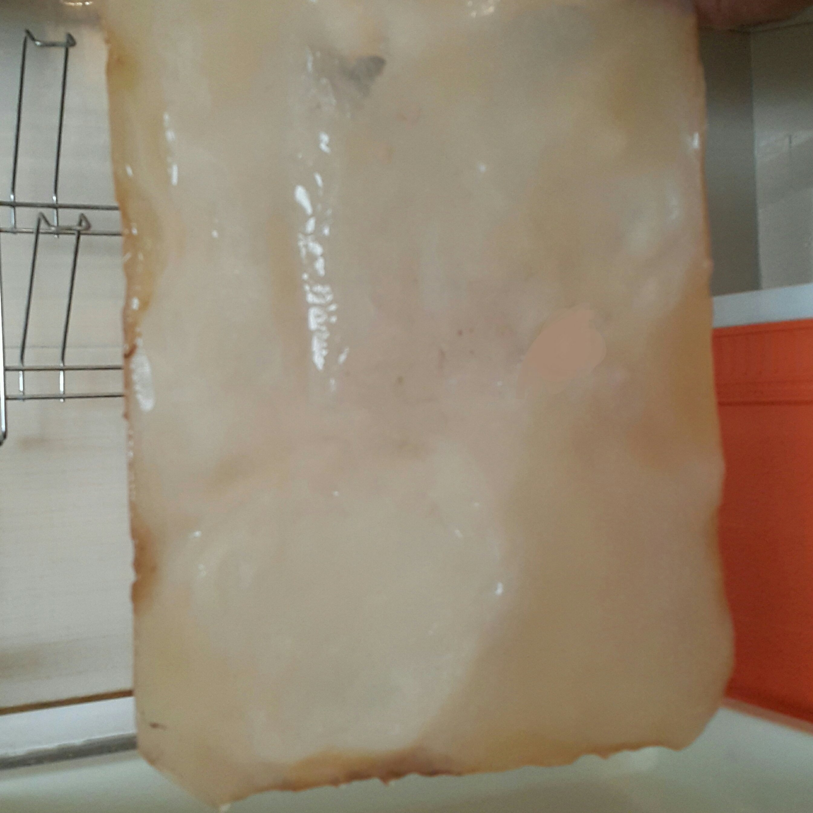 قارچ بزرگ کامبوجا (450 گرمی)