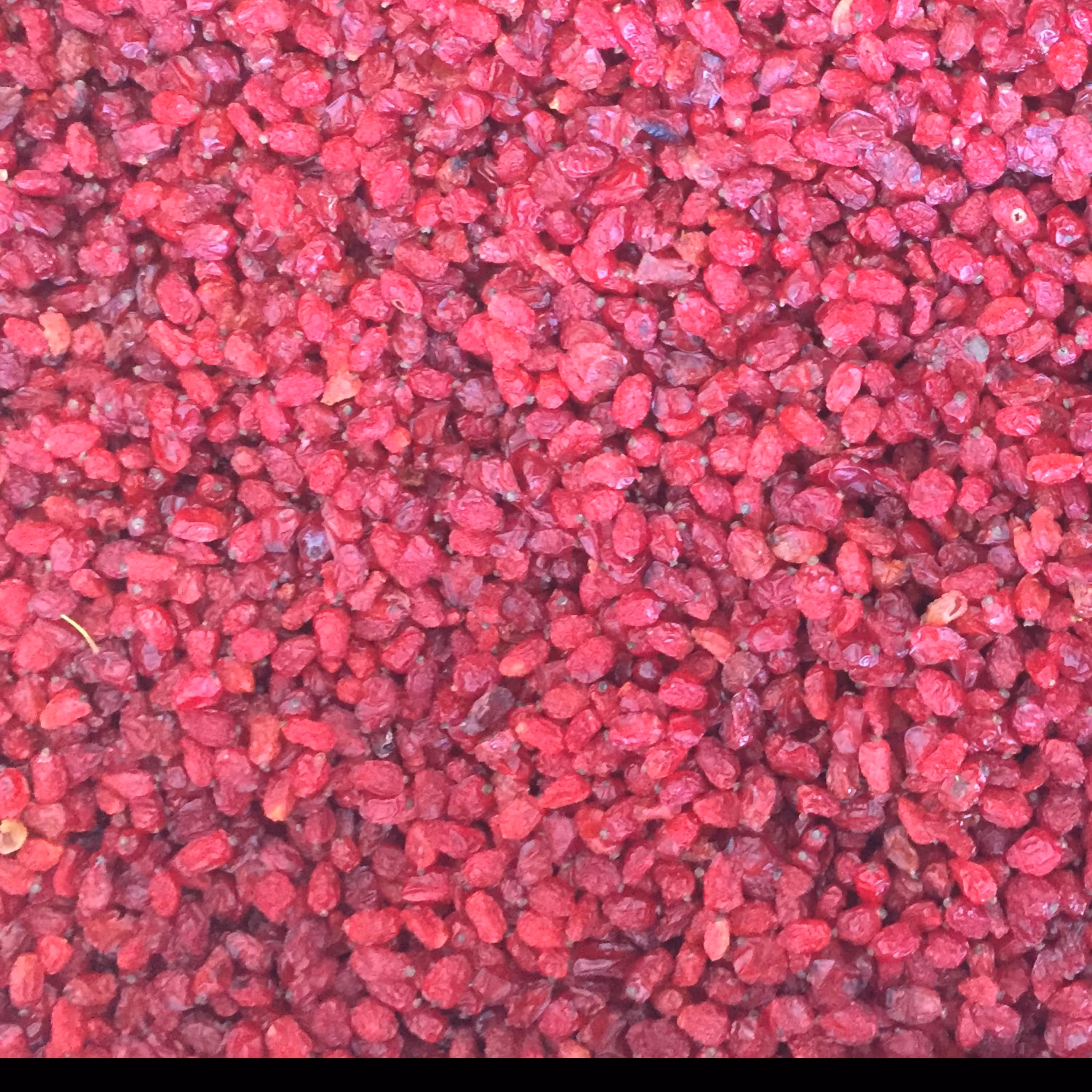 زرشک پفکی امسالی در بسته های نیم و یک کیلویی