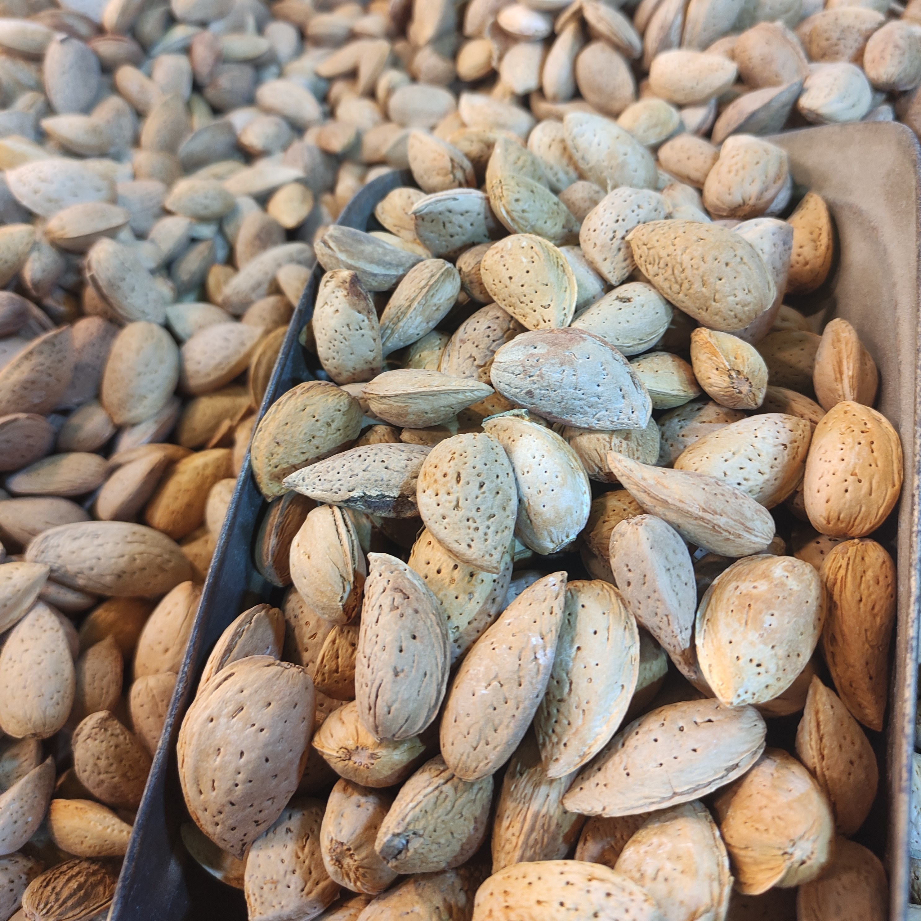بادام سنگی