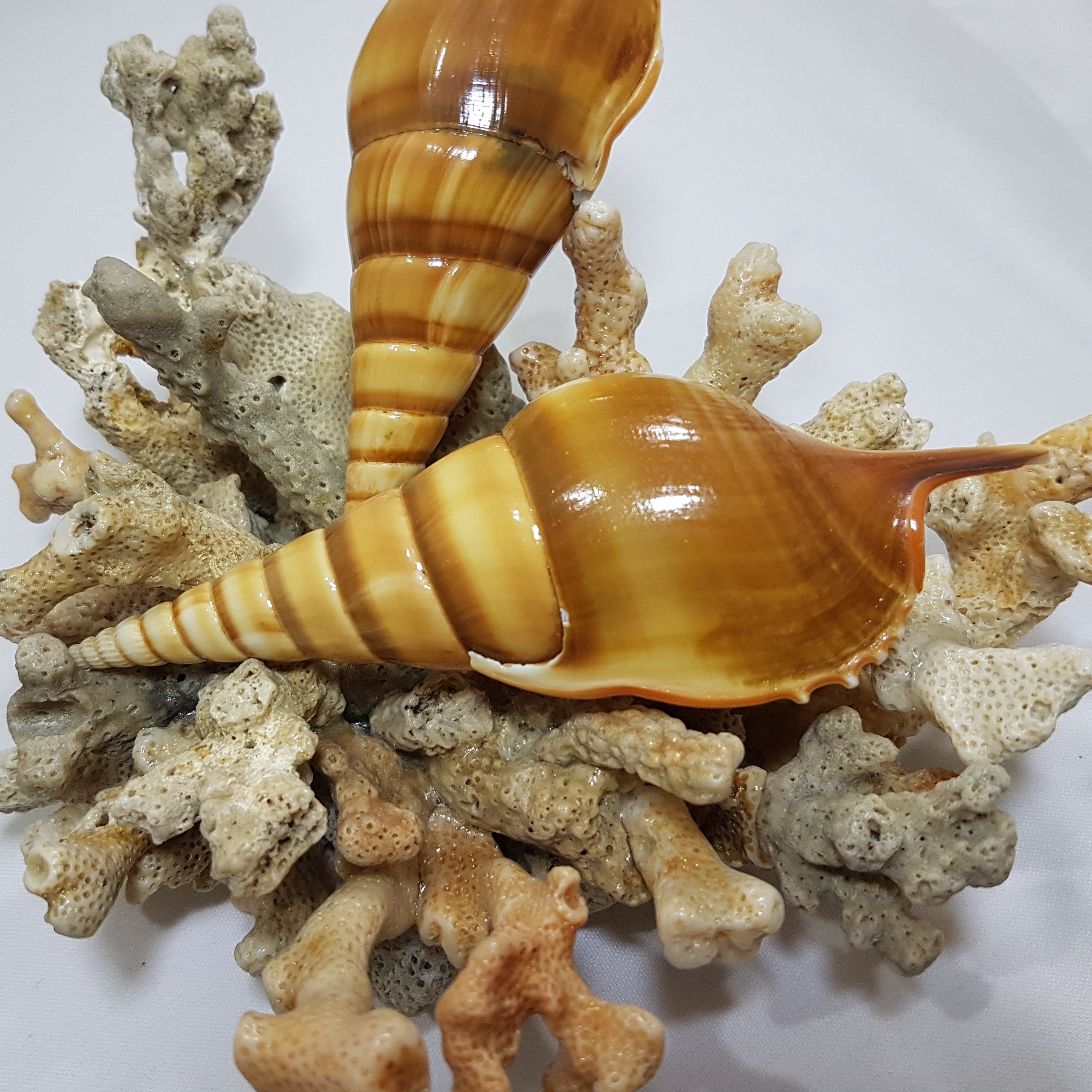 گوش ماهی بزرگ 11-13 سانتی