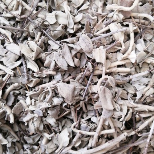 گیاه پولک صد گرمی