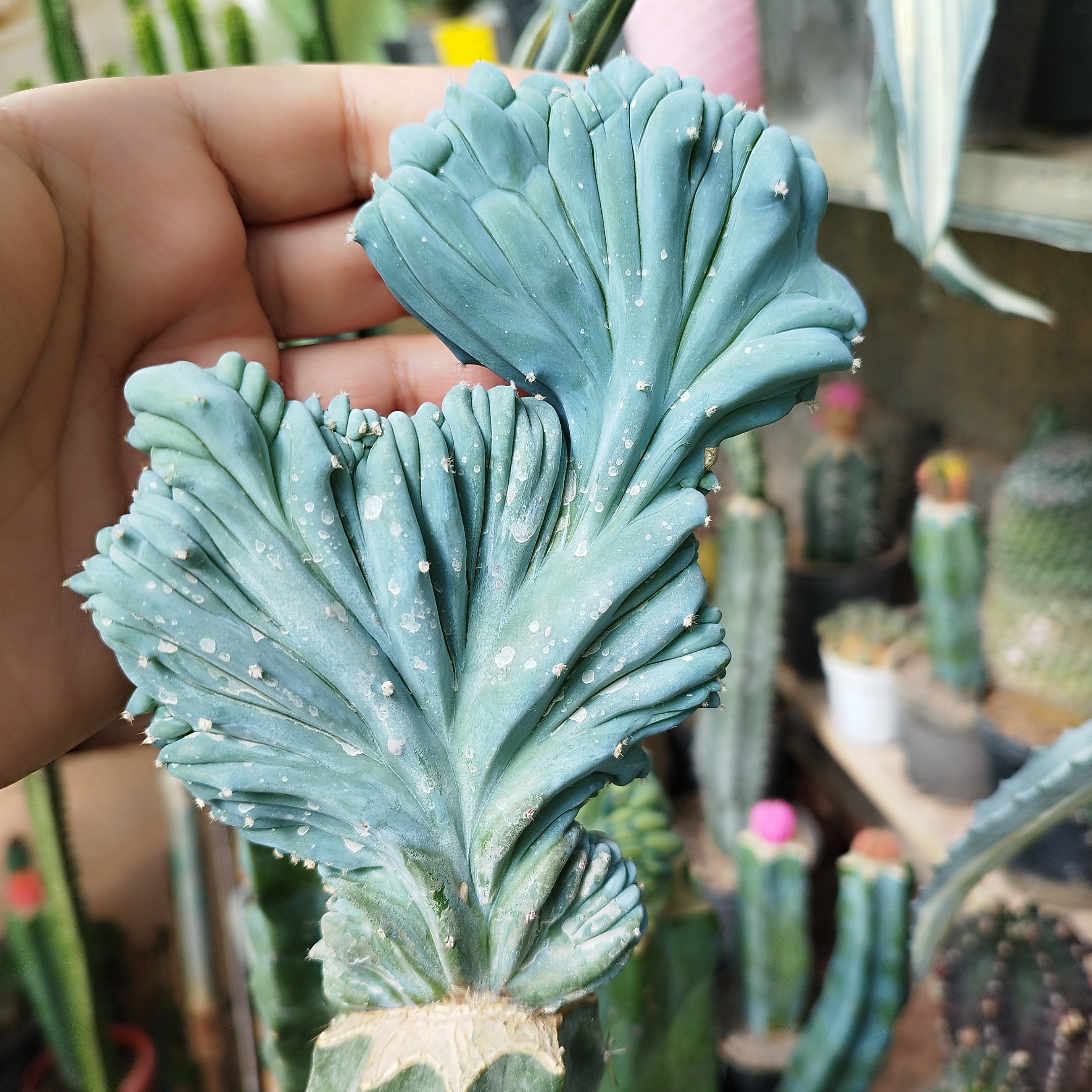 میرتلو دفورمه بافت ریز  گلدان 14