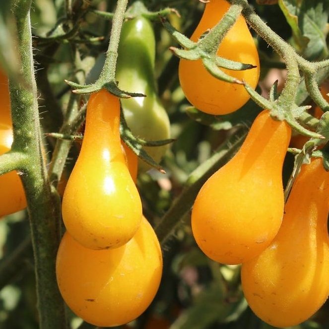 بذر گوجه زرد گلابی500عددی