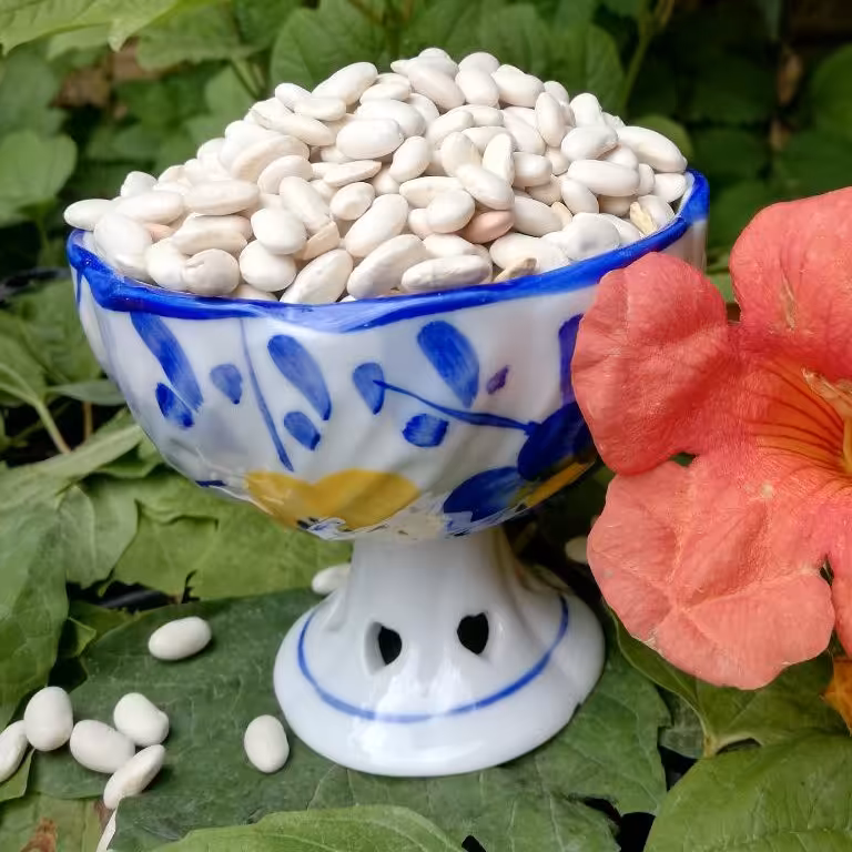 لوبیا سفید(2000گرمی)ارسال رایگان