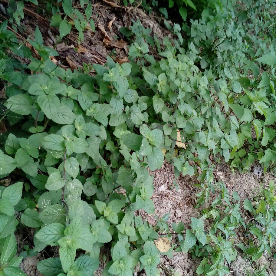 پونه به زبان  شمالی اوجی 