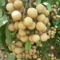 نهال لونگان پیوندی وارداتی 
