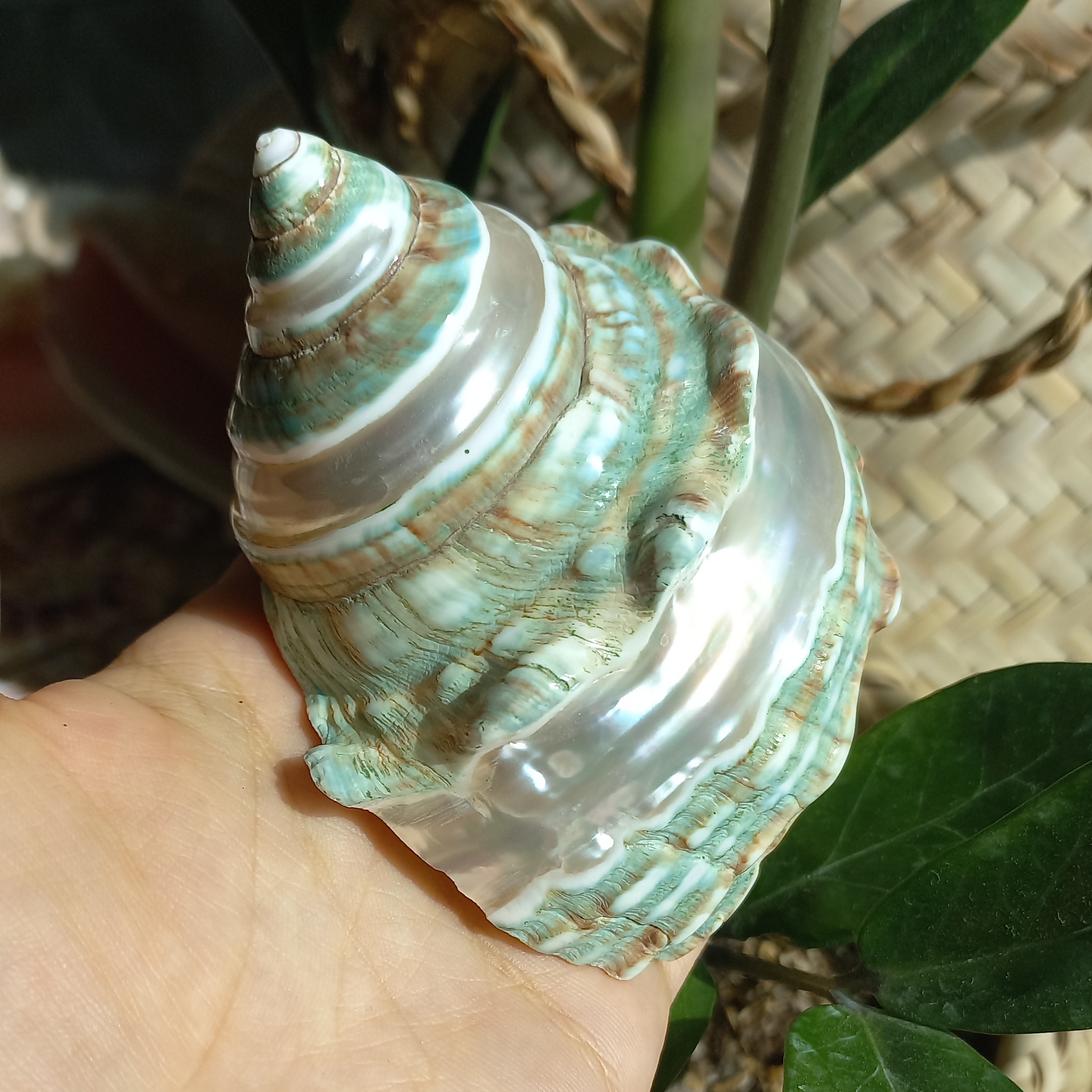 صدف توربو کلکسیونی کد 1