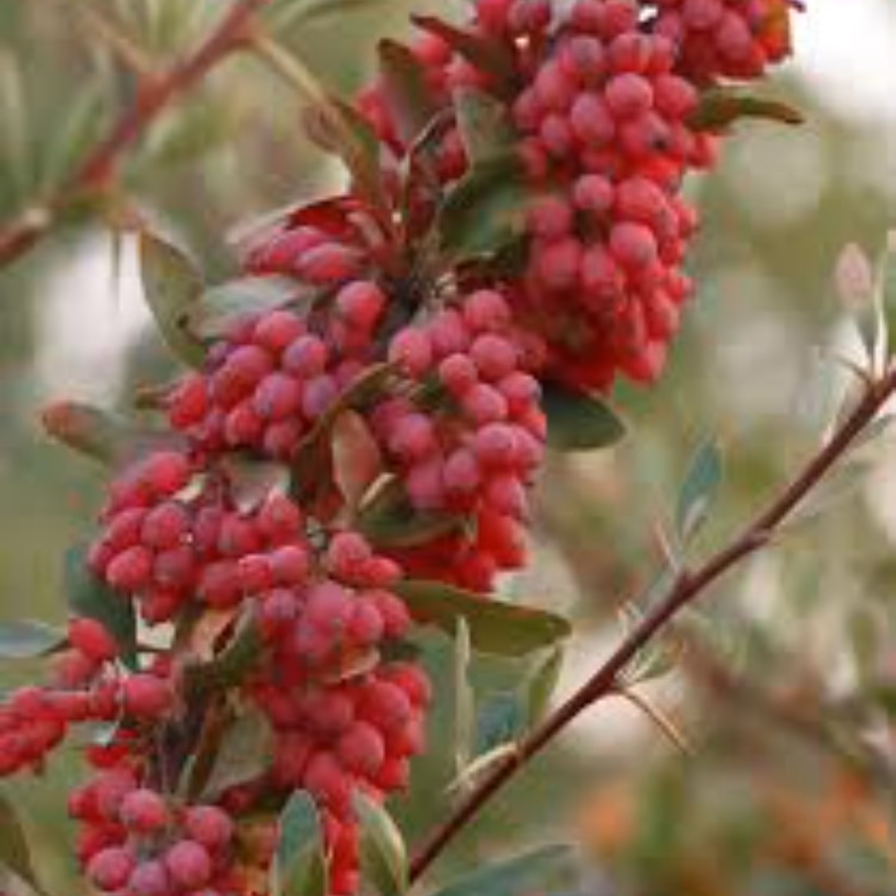 زرشک تازه با شاخه بسته 6 کیلویی