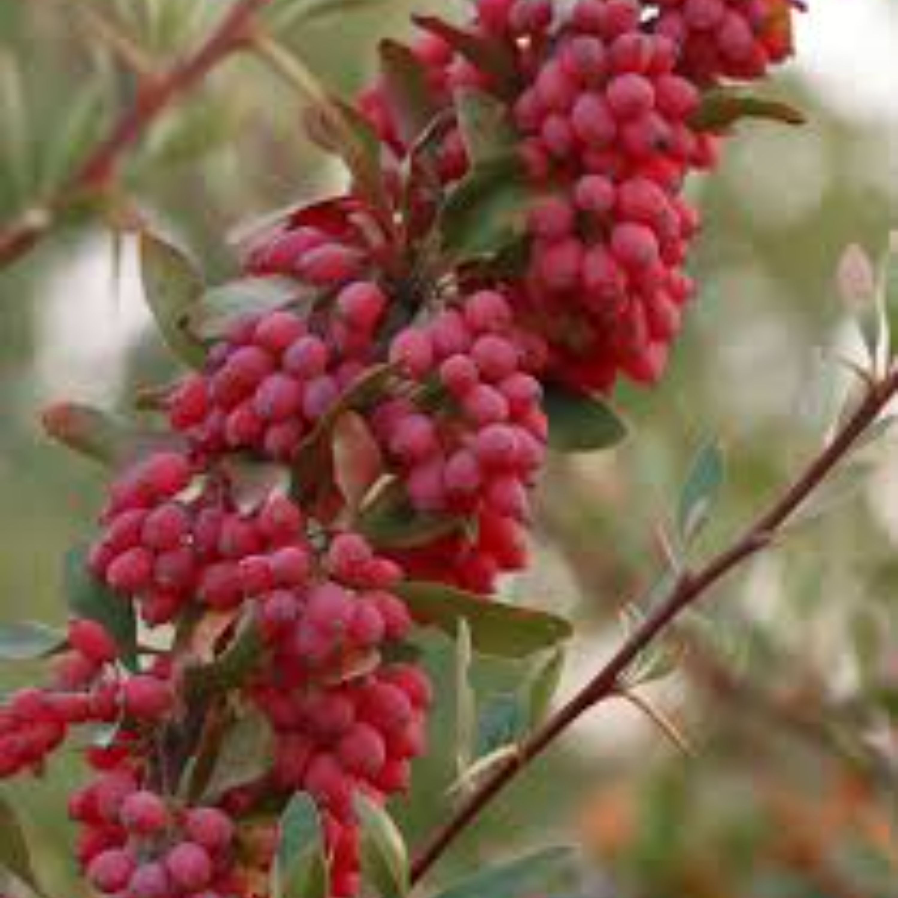 زرشک تازه با شاخه بسته 6 کیلویی