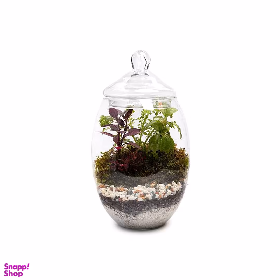 تراریوم شیشه ای مدل خمره ای سایز کوچک
