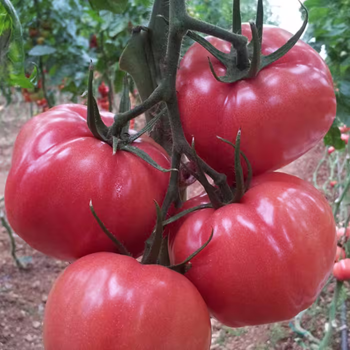 بذر گوجه فرنگی صورتی بوته ای