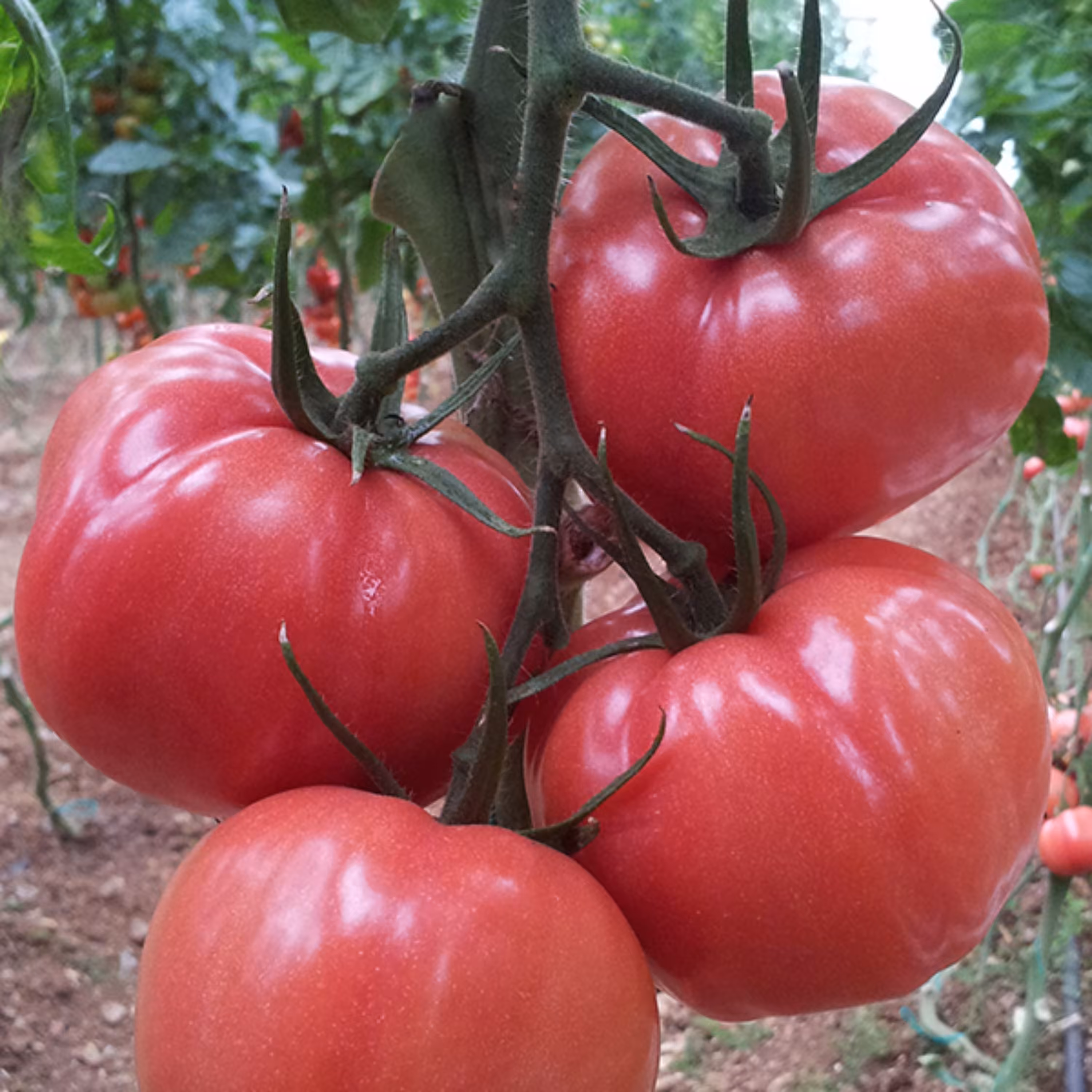 بذر گوجه فرنگی صورتی بوته ای