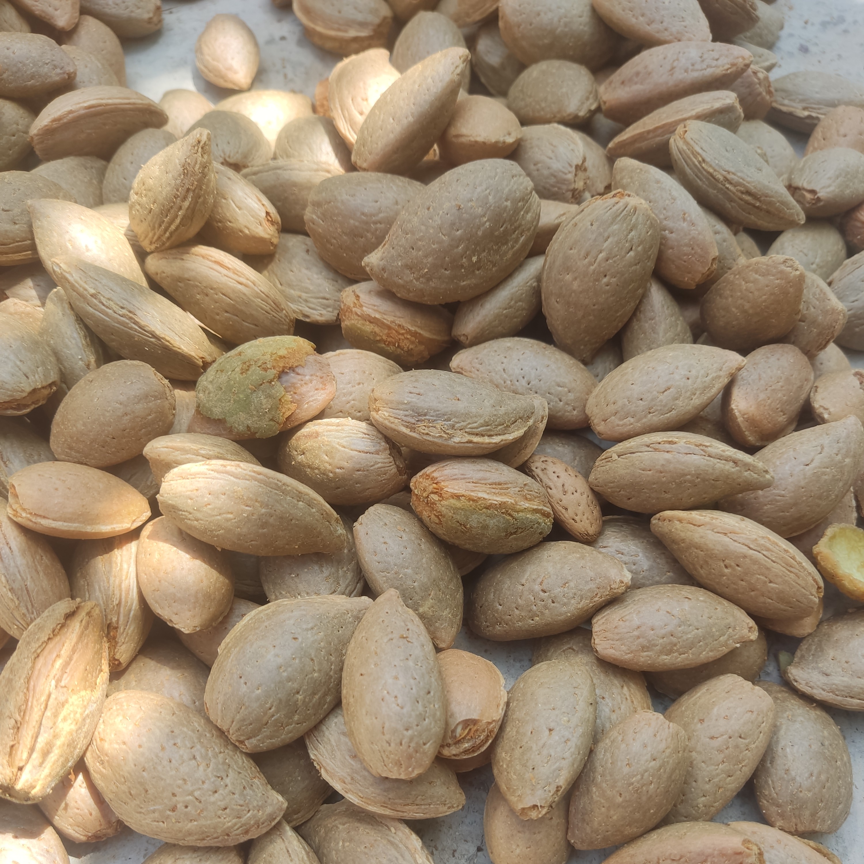 بادام درختی سنگی دیم بسته یک کیلوگرمی