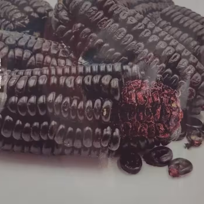 بذر ذرت مشکی