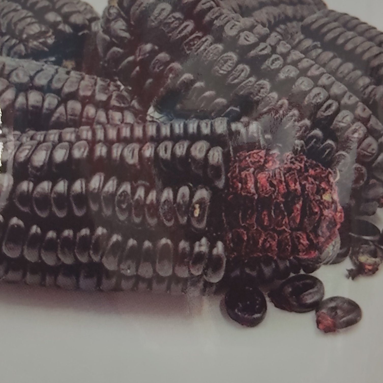 بذر ذرت مشکی