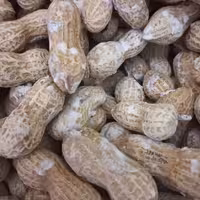 بادام زمینی آستانه 