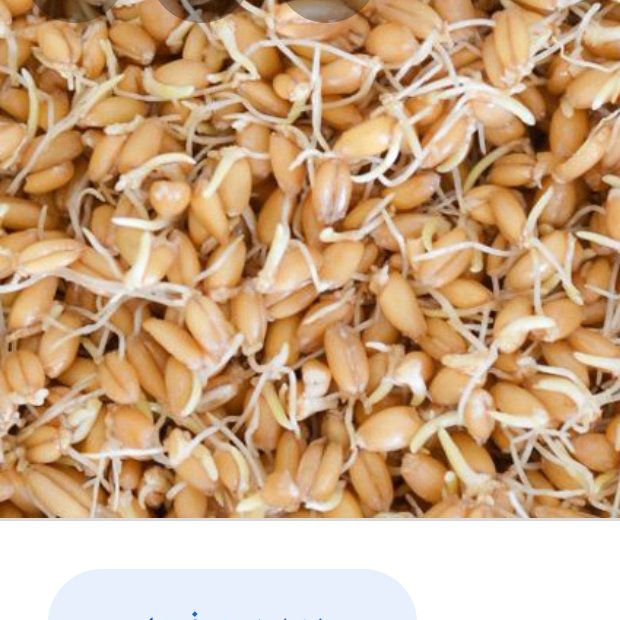 جوانه گندم