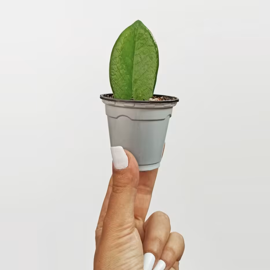 برگ غده دار زامفولیا سبز