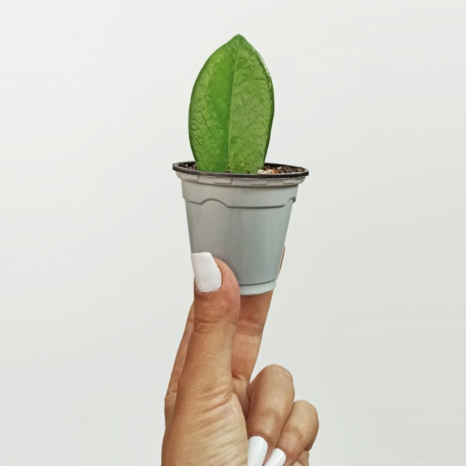 برگ غده دار زامفولیا سبز