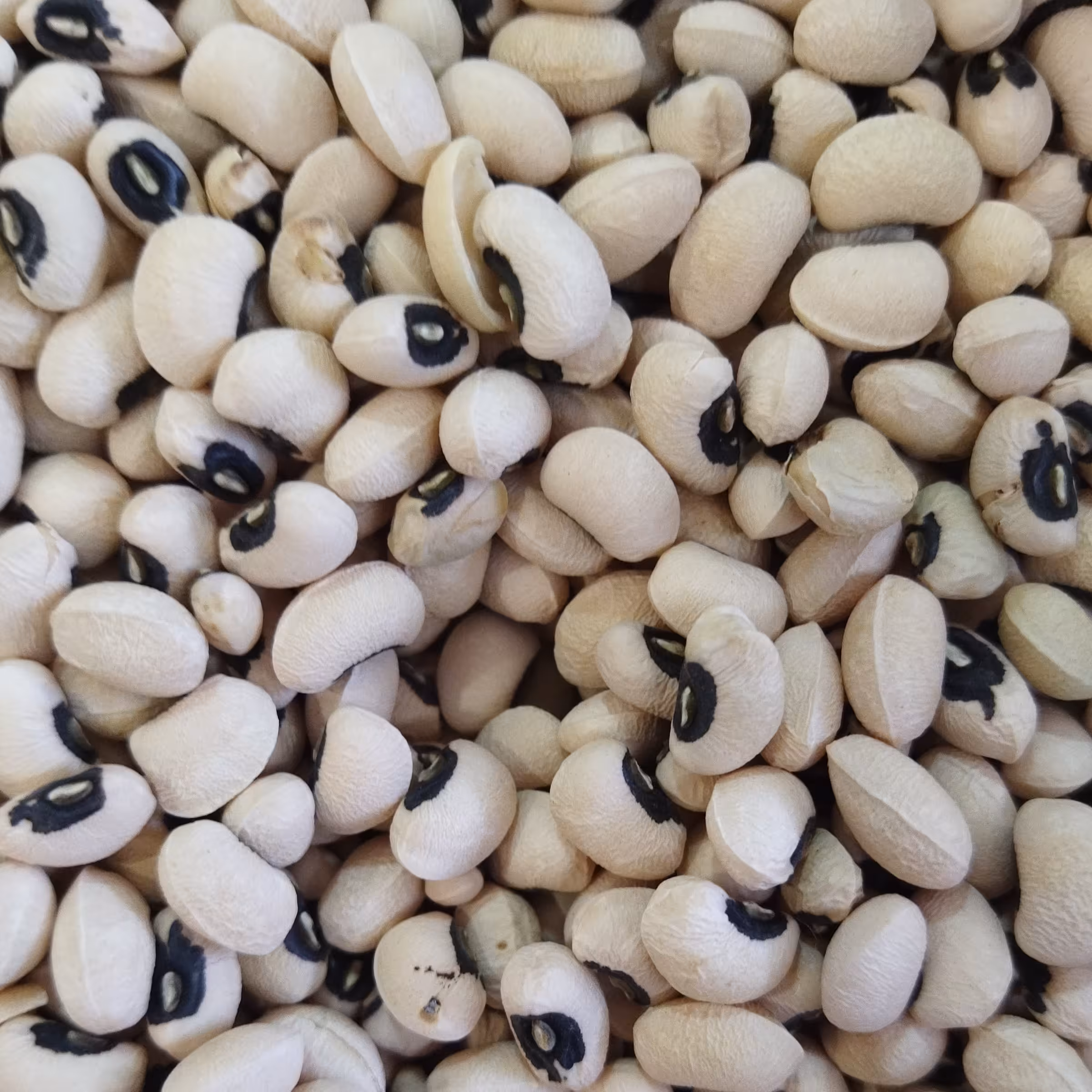 لوبیا چشم بلبلی عطاری رضوان 