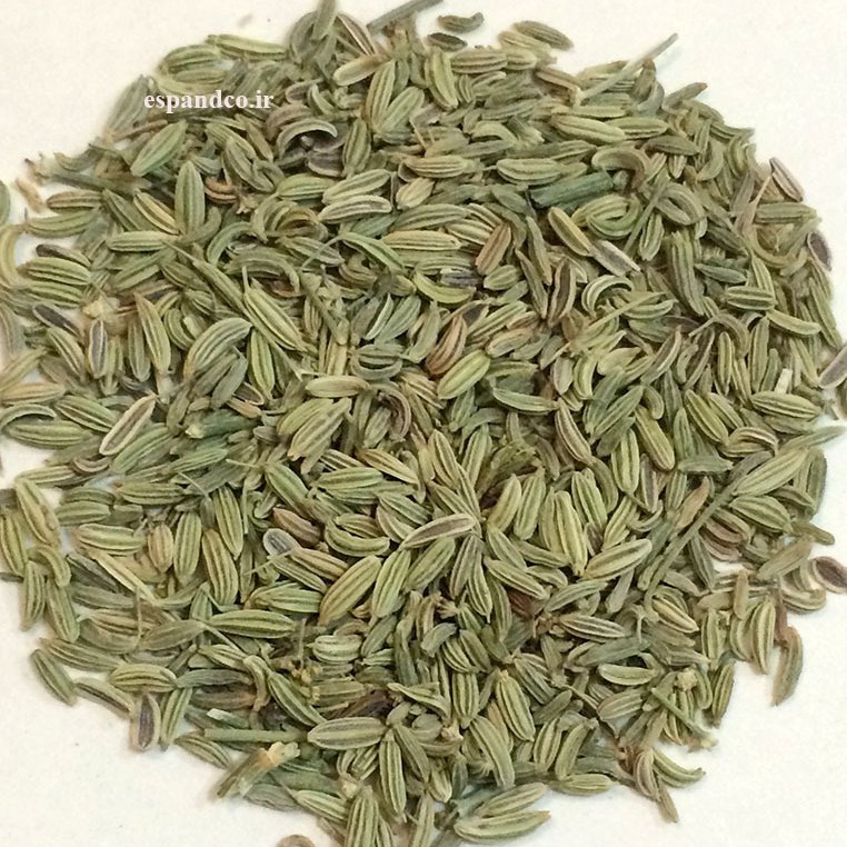 رازیانه (50 گرم بذر خشک) Foeniculum vulgare