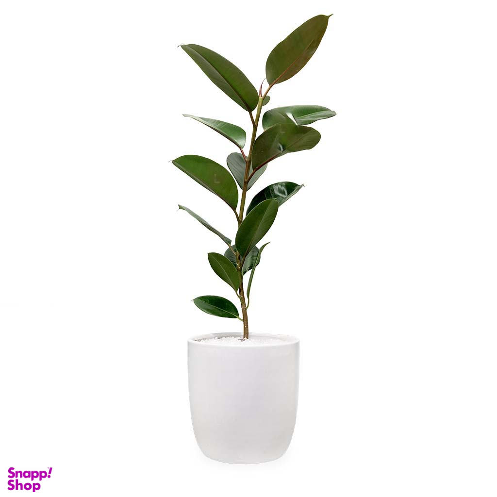 گلدان فیکوس الاستیکا سبز