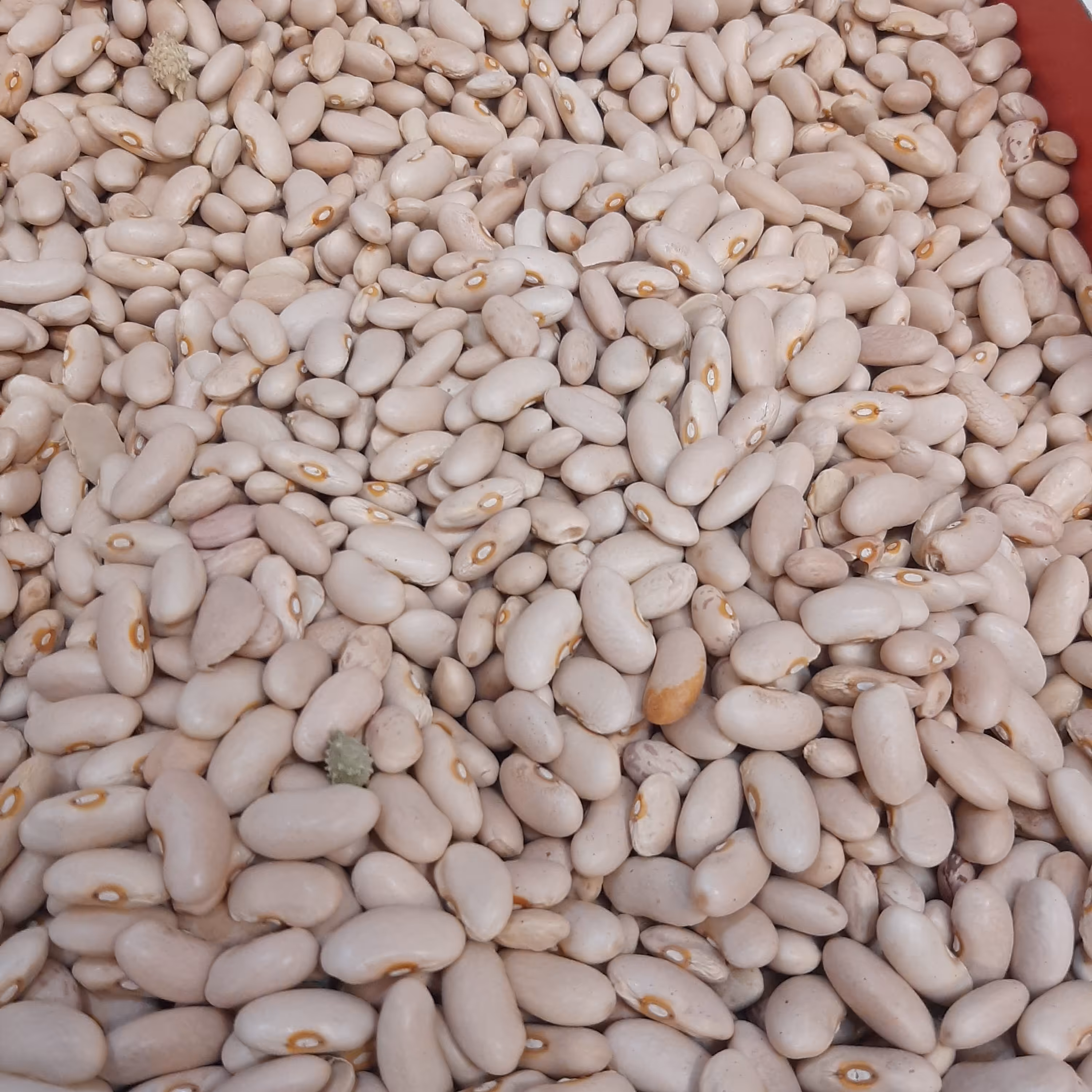 لوبیا کشاورزی 500گرمی اعلا