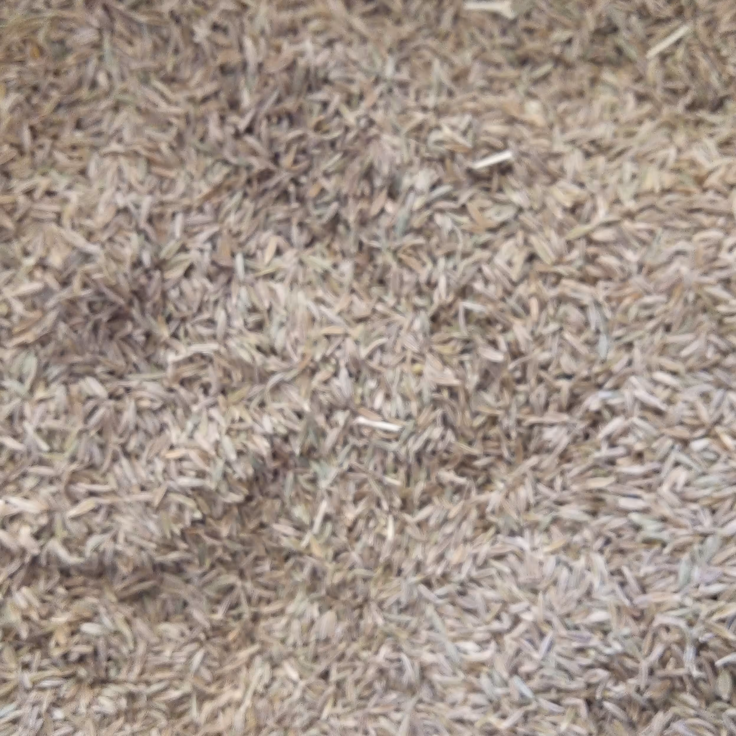 زیره سبز 500 گرمی