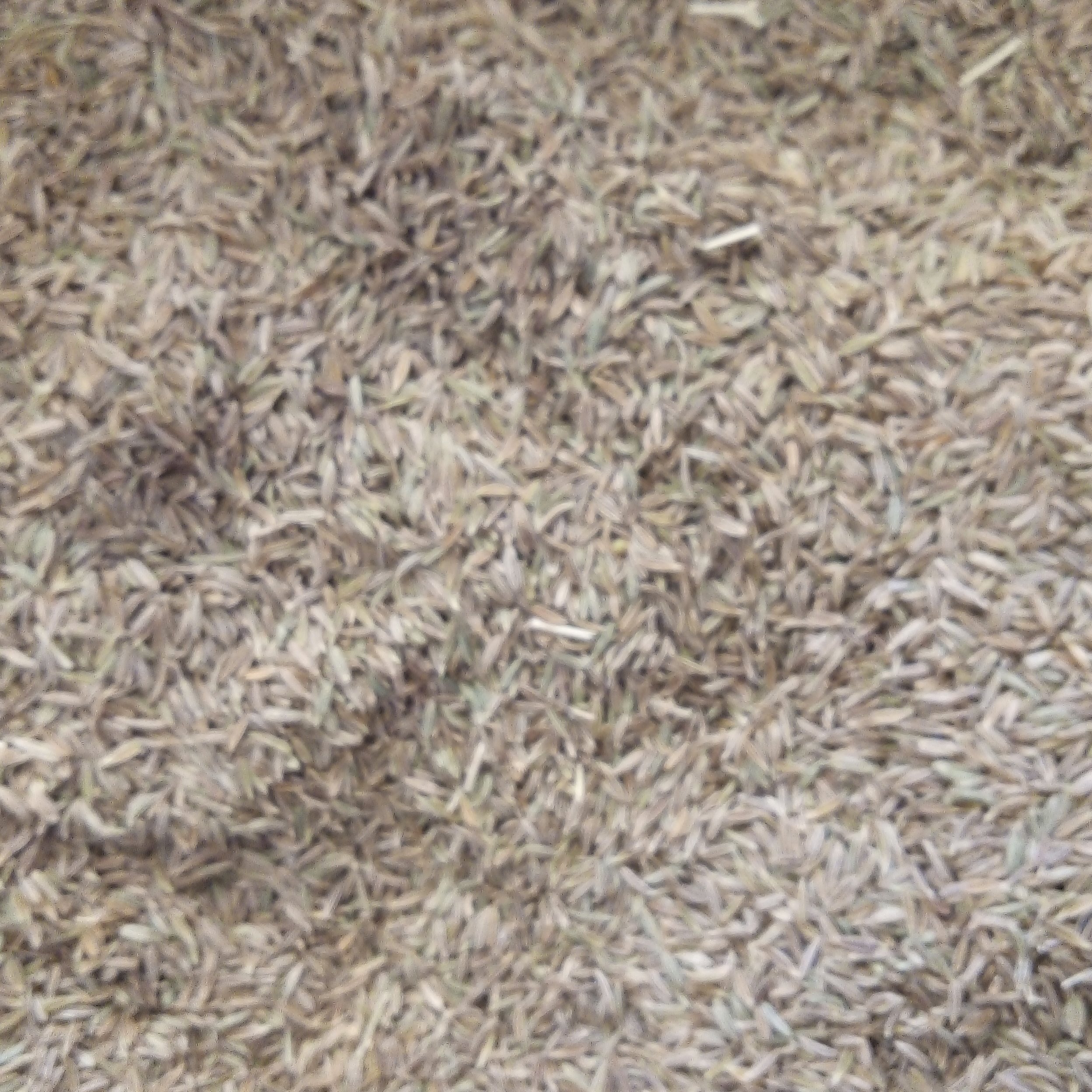 زیره سبز 500 گرمی