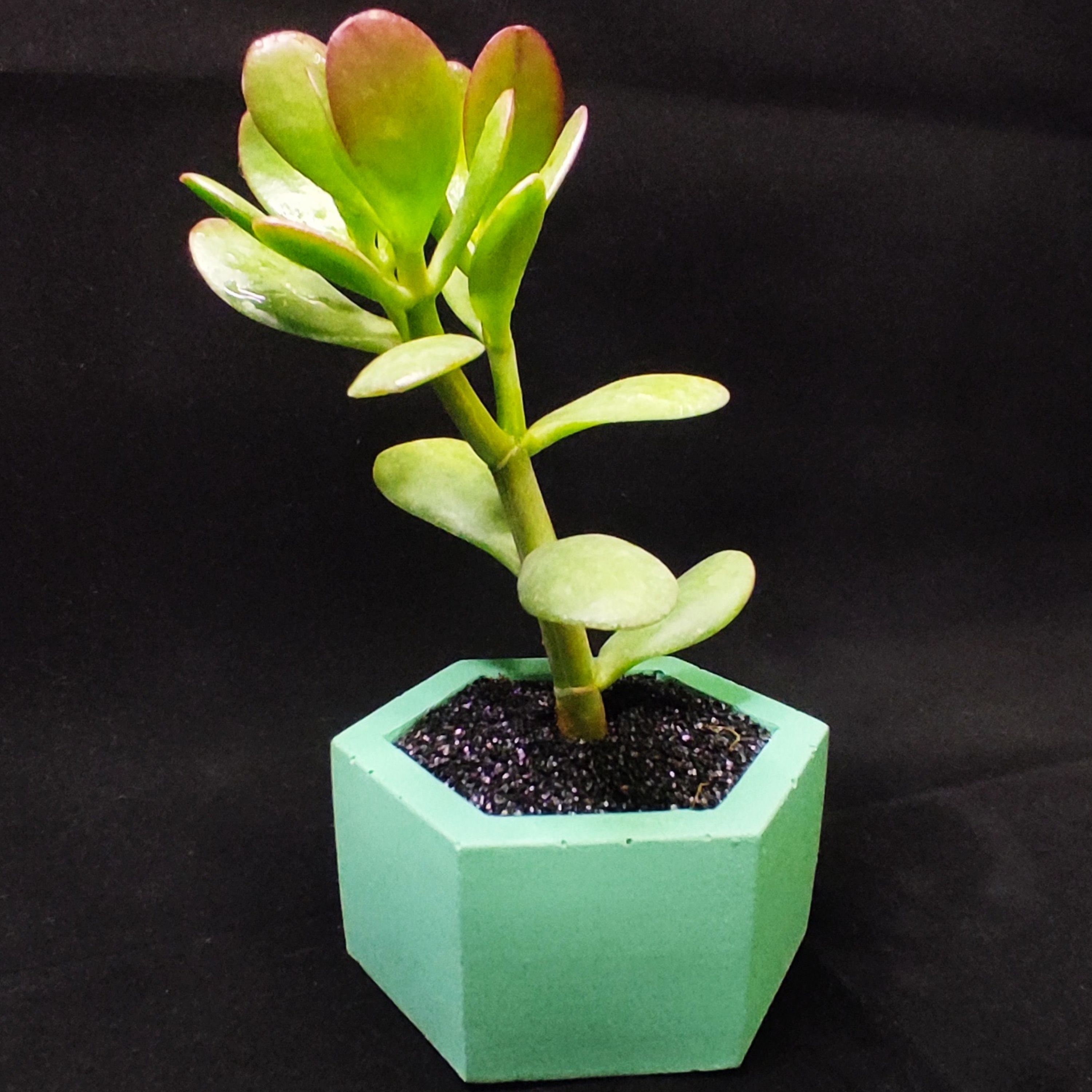 گل یشم یا گیاه شانس بسیار زیبا با نگهداری آسان و رشد متوسط