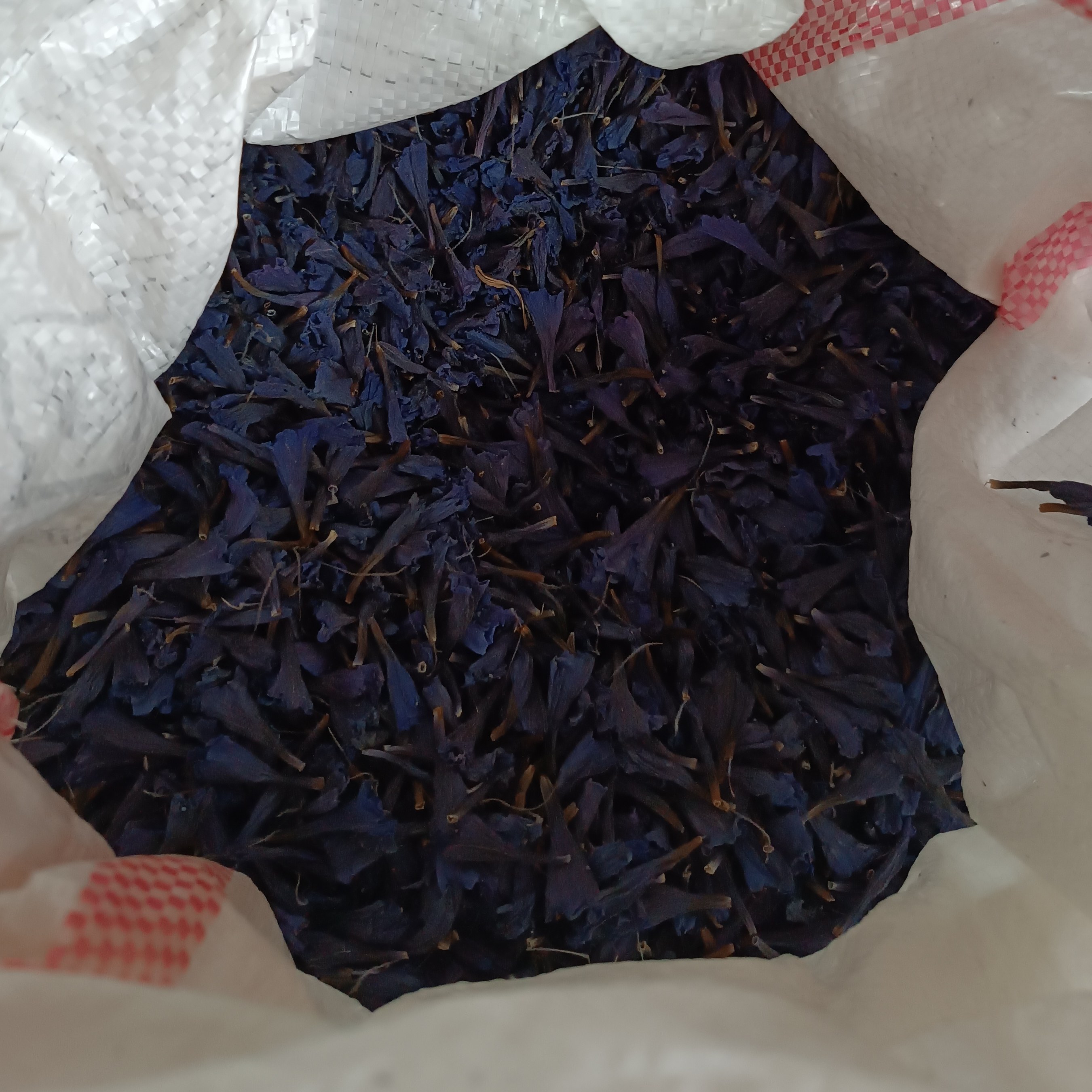 گل گاوزبان شمال