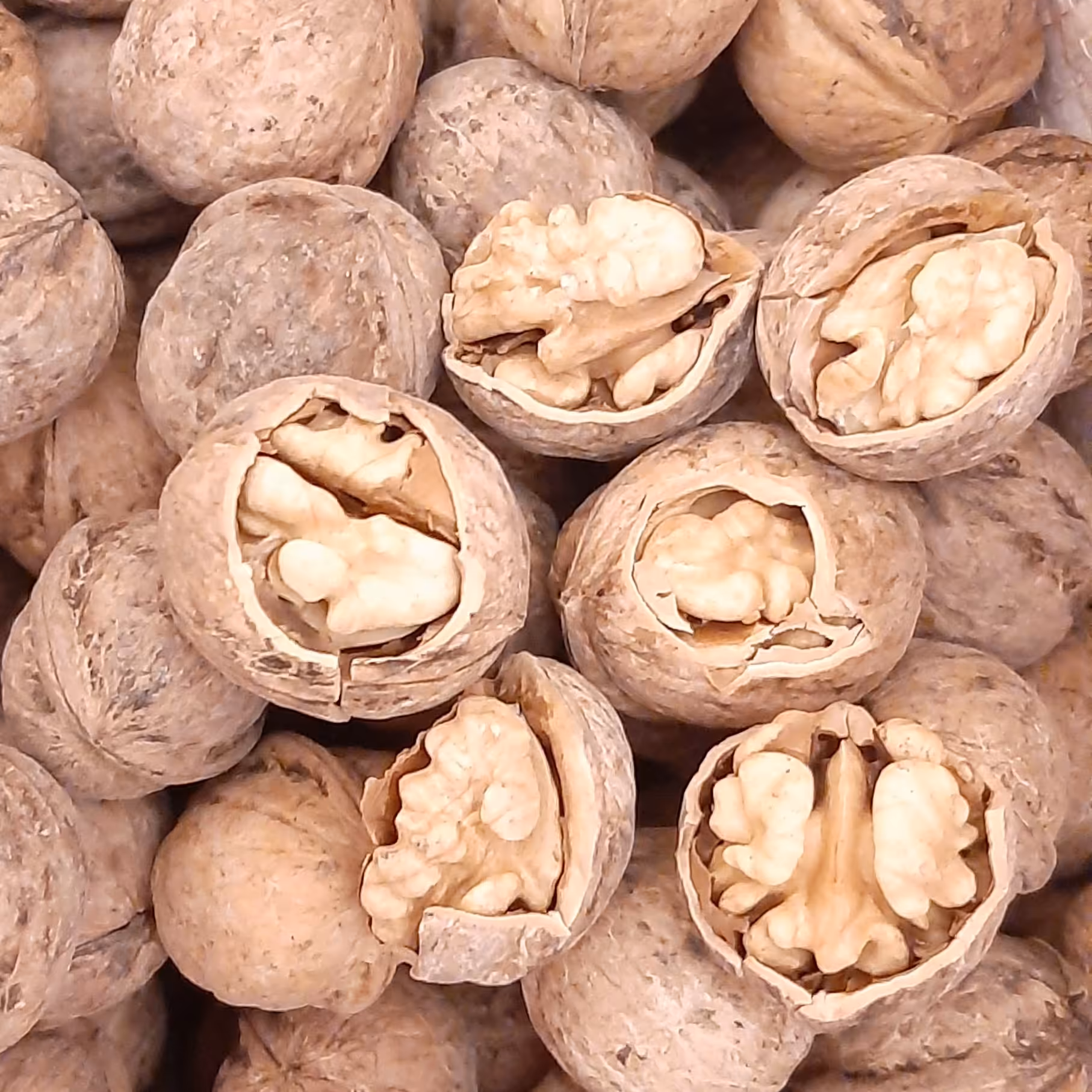 گردوی تویسرکان ریزودرشت بسیارپرمغز وعالی سرشارازفسفروچربی مفید 