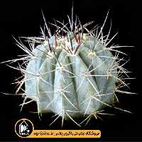بذر کاکتوس Melocactus Azureus