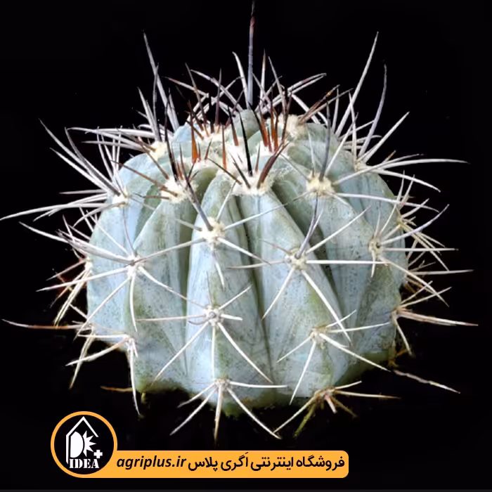 بذر کاکتوس Melocactus Azureus